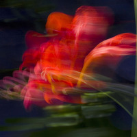 Buy canvas prints of Wind-Blown Crocosmia by Colin Tracy
