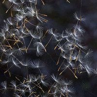 Buy canvas prints of Dandelion Seeds by Colin Tracy