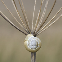 Buy canvas prints of Snail and Stalk II by Colin Tracy