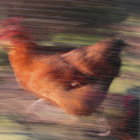 Buy canvas prints of Marigold - The Fastest Chicken in The West! by Colin Tracy
