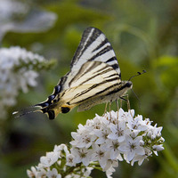 Buy canvas prints of Scarce Swallowtail by Colin Tracy