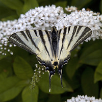 Buy canvas prints of Scarce Swallowtail 2 by Colin Tracy