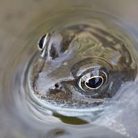 Buy canvas prints of Frog by Colin Tracy
