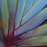 Buy canvas prints of Phormium by Colin Tracy