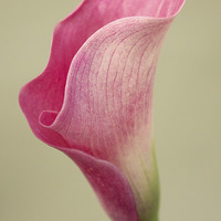 Buy canvas prints of Arum Lily by Colin Tracy