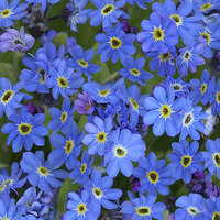 Buy canvas prints of Forget-Me-Nots by Colin Tracy
