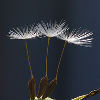 Buy canvas prints of Three Dandelion Seeds by Colin Tracy