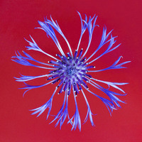 Buy canvas prints of Perennial Cornflower on Red by Colin Tracy