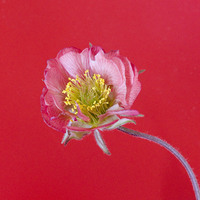 Buy canvas prints of Geum by Colin Tracy