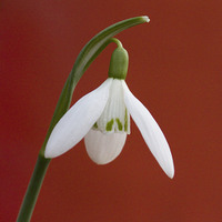 Buy canvas prints of Snowdrop by Colin Tracy