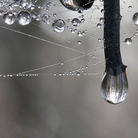 Buy canvas prints of Rain softened Barbed Wire by Colin Tracy