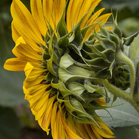 Buy canvas prints of Sunflower by Colin Tracy