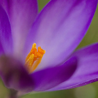 Buy canvas prints of Purple Crocus by Colin Tracy
