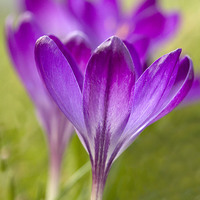 Buy canvas prints of Purple Crocus 2 by Colin Tracy
