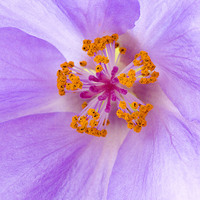 Buy canvas prints of Abutilon by Colin Tracy