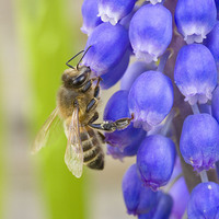Buy canvas prints of Bee on Grape Hyacinth by Colin Tracy