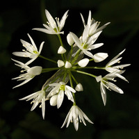 Buy canvas prints of Wild Garlic by Colin Tracy