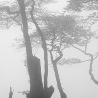 Buy canvas prints of Lewesdon Beeches in Fog 2 by Colin Tracy