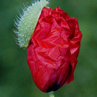 Buy canvas prints of Poppy Bud by Colin Tracy