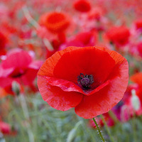 Buy canvas prints of Poppy - One Among Many by Colin Tracy