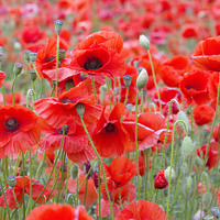 Buy canvas prints of Poppies Galore! by Colin Tracy