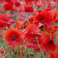 Buy canvas prints of Poppies Galore! 2 by Colin Tracy