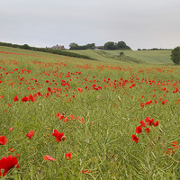 Buy canvas prints of Poppy Field by Colin Tracy