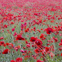 Buy canvas prints of Poppies Galore! 3 by Colin Tracy