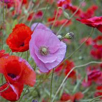 Buy canvas prints of Pink Poppy by Colin Tracy
