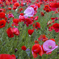 Buy canvas prints of Pink Poppies in Red by Colin Tracy