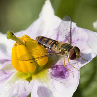 Buy canvas prints of  Hoverfly on Potato flower by Colin Tracy