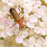 Buy canvas prints of Soldier Beetle on Hydrangea  by Colin Tracy