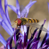 Buy canvas prints of  Hoverfly on Perennial Cornflower by Colin Tracy