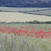 Buy canvas prints of  Poppies near Bere Regis, Dorset, UK by Colin Tracy