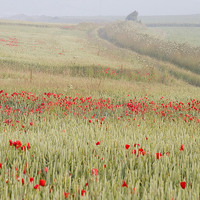 Buy canvas prints of Poppies on the Dorset Ridgeway  by Colin Tracy