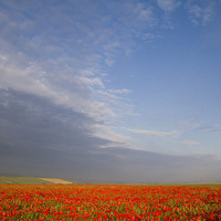 Buy canvas prints of Poppy Field on the Dorset Ridgeway  by Colin Tracy