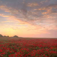 Buy canvas prints of Poppies at Dawn by Colin Tracy