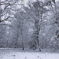 Buy canvas prints of  Rhinefield Drive Winter, New Forest by Colin Tracy