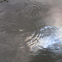 Buy canvas prints of  Rain Patterns on Surface of Pond by Colin Tracy