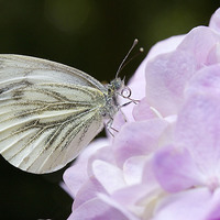 Buy canvas prints of  Green veined white on Hydrangea by Colin Tracy