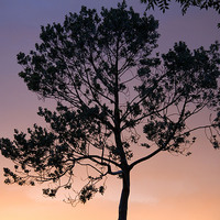 Buy canvas prints of  Sunset Holly Silhouette by Colin Tracy
