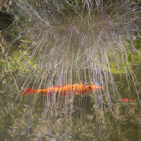 Buy canvas prints of  Goldfish and Reflections by Colin Tracy