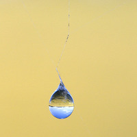 Buy canvas prints of Water drop on Spider's Web by Colin Tracy
