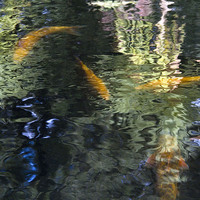 Buy canvas prints of Goldfish and Reflections 2  by Colin Tracy