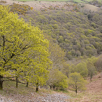 Buy canvas prints of  Spring Oaks on Exmoor by Colin Tracy