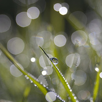 Buy canvas prints of  Glistening Dew by Colin Tracy