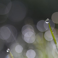 Buy canvas prints of  Dewdrop on Grass by Colin Tracy