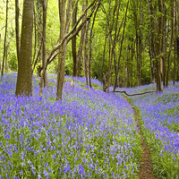 Buy canvas prints of Thorncombe Woods Bluebells  by Colin Tracy