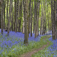 Buy canvas prints of Thorncombe Bluebells 2  by Colin Tracy