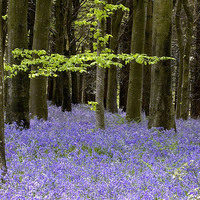 Buy canvas prints of  Delcombe Wood Bluebells, Dorset by Colin Tracy